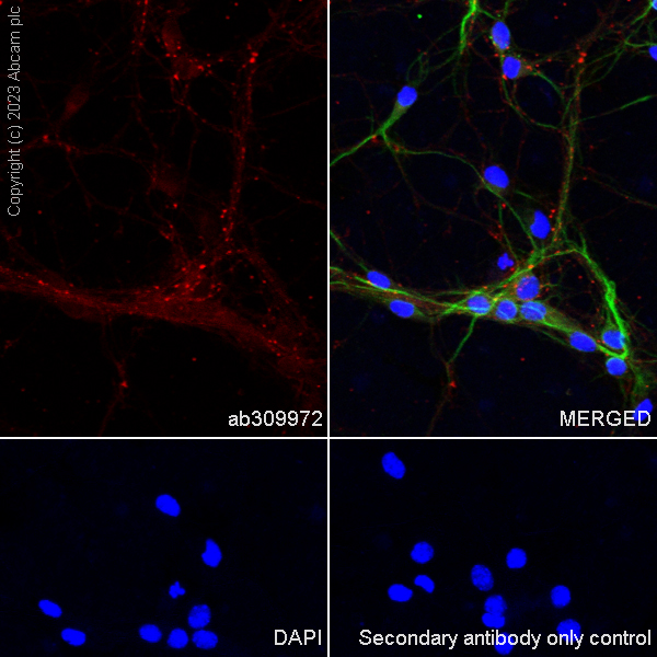 Immunocytochemistry/ Immunofluorescence - Alexa Fluor® 594 Anti-Synapsin I - Synaptic Marker antibody [EPR23531-50] (AB309972), expandable thumbnail