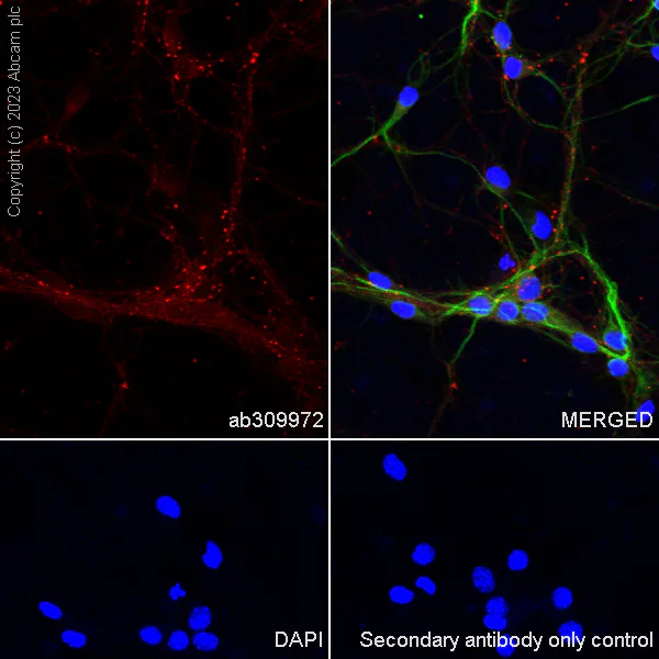 Immunocytochemistry/ Immunofluorescence - Alexa Fluor® 594 Anti-Synapsin I - Synaptic Marker antibody [EPR23531-50] (AB309972)