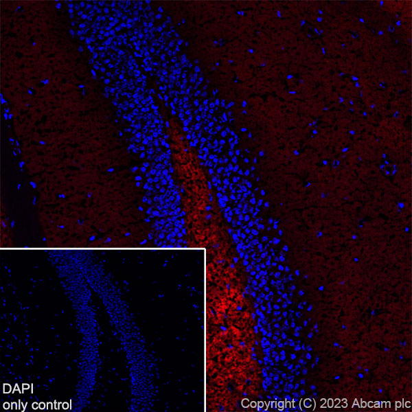 Immunohistochemistry (Frozen sections) - Alexa Fluor® 594 Anti-Synapsin I - Synaptic Marker antibody [EPR23531-50] (ab309972), expandable thumbnail