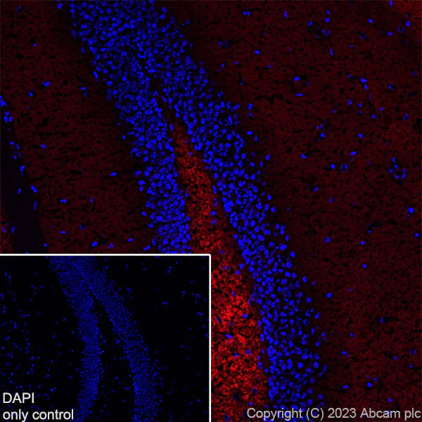 Immunohistochemistry (Frozen sections) - Alexa Fluor® 594 Anti-Synapsin I - Synaptic Marker antibody [EPR23531-50] (AB309972)