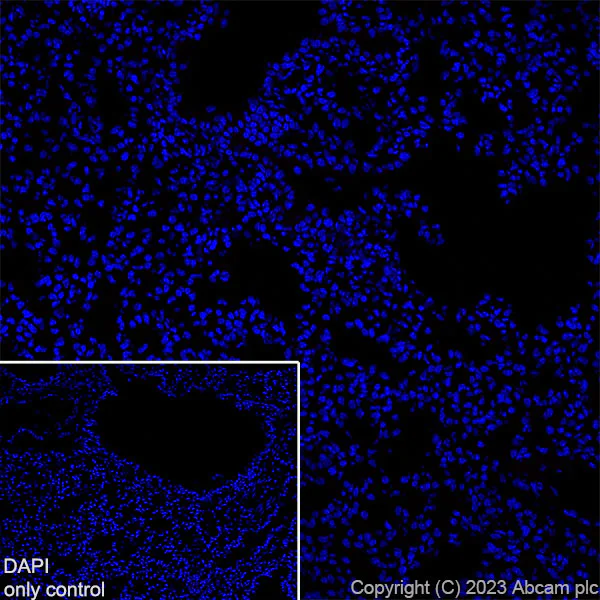 Immunohistochemistry (Frozen sections) - Alexa Fluor® 594 Anti-Synapsin I - Synaptic Marker antibody [EPR23531-50] (AB309972)