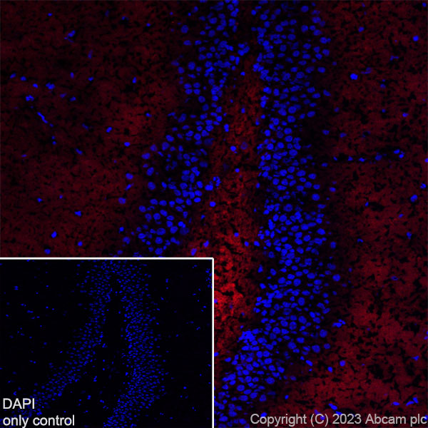 Immunohistochemistry (Frozen sections) - Alexa Fluor® 594 Anti-Synapsin I - Synaptic Marker antibody [EPR23531-50] (AB309972), expandable thumbnail