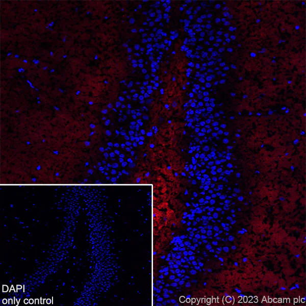 Immunohistochemistry (Frozen sections) - Alexa Fluor® 594 Anti-Synapsin I - Synaptic Marker antibody [EPR23531-50] (AB309972)