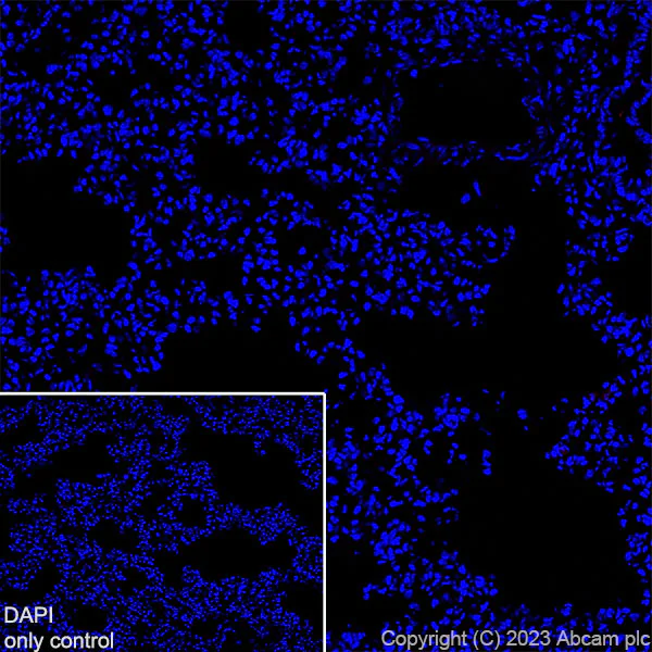 Immunohistochemistry (Frozen sections) - Alexa Fluor® 594 Anti-Synapsin I - Synaptic Marker antibody [EPR23531-50] (AB309972)