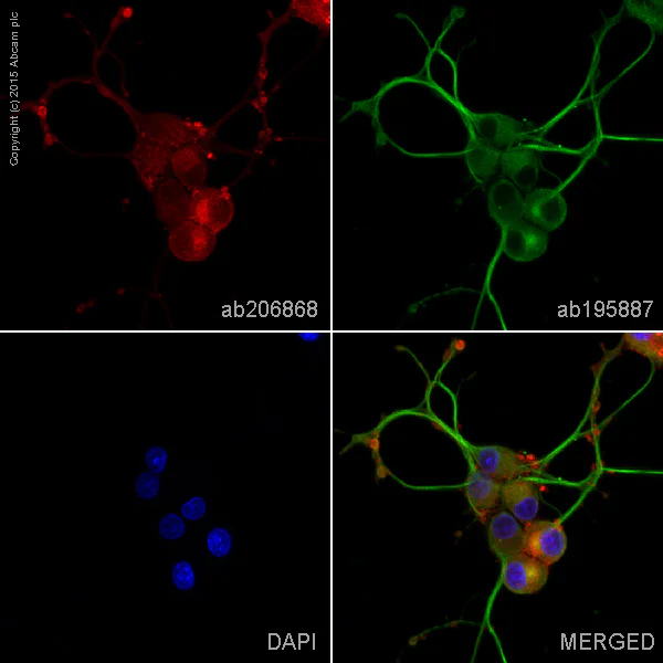Immunocytochemistry/ Immunofluorescence - Alexa Fluor® 594 Anti-Synaptophysin antibody [YE269] - Synaptic Marker (AB206868)