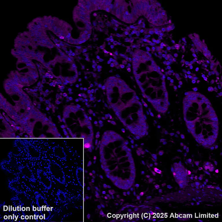 Immunohistochemistry (Formalin/PFA-fixed paraffin-embedded sections) - Alexa Fluor® 594 Anti-TAP1 antibody [EPR26236-92] (AB325703)