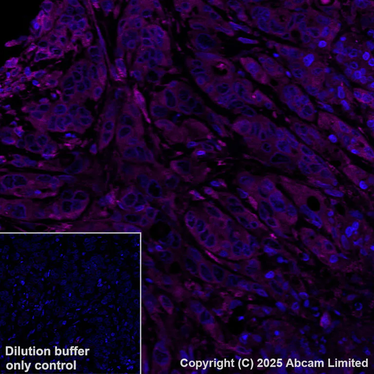 Immunohistochemistry (Formalin/PFA-fixed paraffin-embedded sections) - Alexa Fluor® 594 Anti-TAP1 antibody [EPR26236-92] (AB325703)