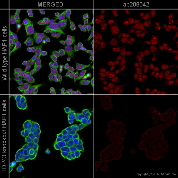 Immunocytochemistry/ Immunofluorescence - Alexa Fluor® 594 Anti-TDP43 antibody [EPR5811] (AB208542), expandable thumbnail