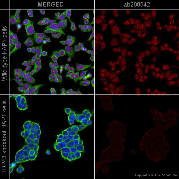 Immunocytochemistry/ Immunofluorescence - Alexa Fluor® 594 Anti-TDP43 antibody [EPR5811] (AB208542)