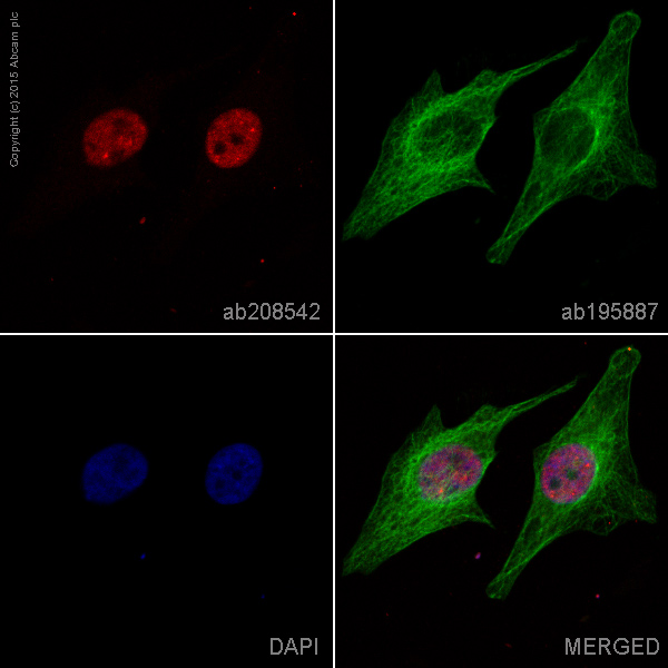 Immunocytochemistry/ Immunofluorescence - Alexa Fluor® 594 Anti-TDP43 antibody [EPR5811] (AB208542), expandable thumbnail