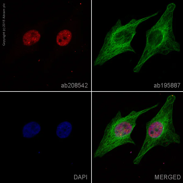 Immunocytochemistry/ Immunofluorescence - Alexa Fluor® 594 Anti-TDP43 antibody [EPR5811] (AB208542)