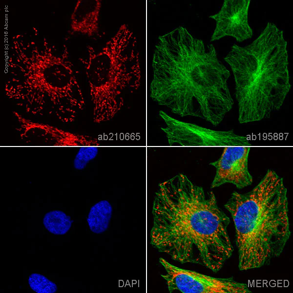 Anti-TOMM20 Alexa Fluor® 594 antibody [EPR15581-54