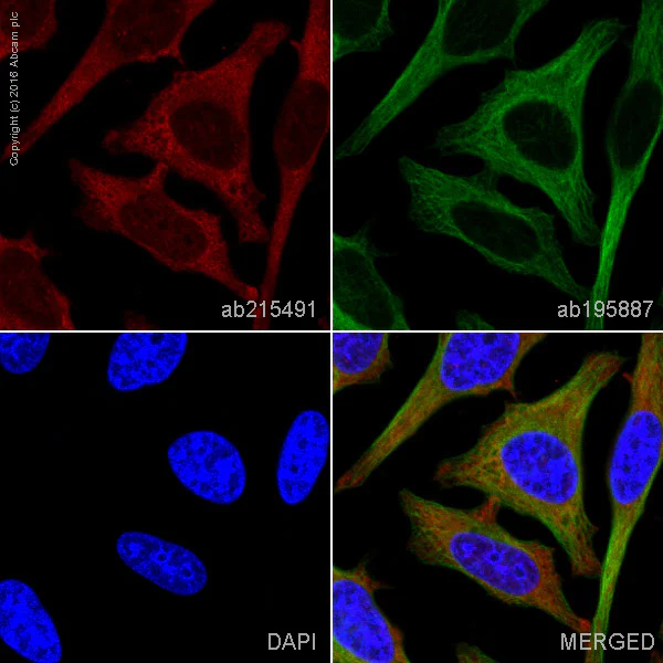 Immunocytochemistry/ Immunofluorescence - Alexa Fluor® 594 Anti-TRAF2 antibody [EPR6048] (AB215491)