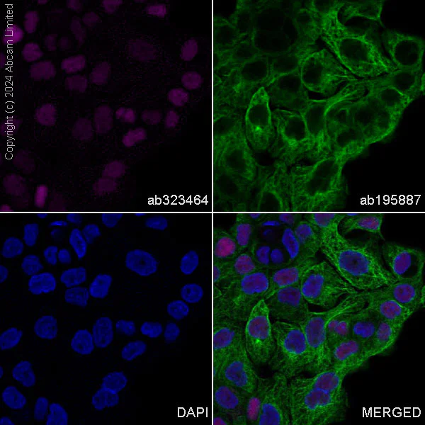 Immunocytochemistry/ Immunofluorescence - Alexa Fluor® 594 Anti-Transaldolase 1 antibody [EPR28140-51] (AB323464)