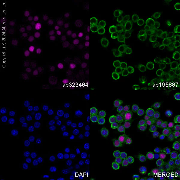 Immunocytochemistry/ Immunofluorescence - Alexa Fluor® 594 Anti-Transaldolase 1 antibody [EPR28140-51] (AB323464)
