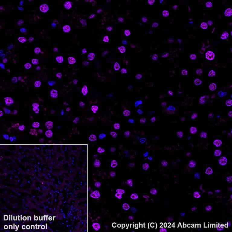 Immunohistochemistry (Formalin/PFA-fixed paraffin-embedded sections) - Alexa Fluor® 594 Anti-Transaldolase 1 antibody [EPR28140-51] (AB323464)