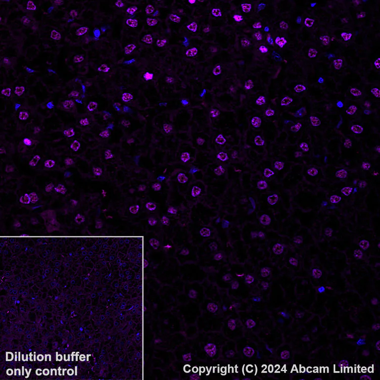 Immunohistochemistry (Formalin/PFA-fixed paraffin-embedded sections) - Alexa Fluor® 594 Anti-Transaldolase 1 antibody [EPR28140-51] (AB323464)