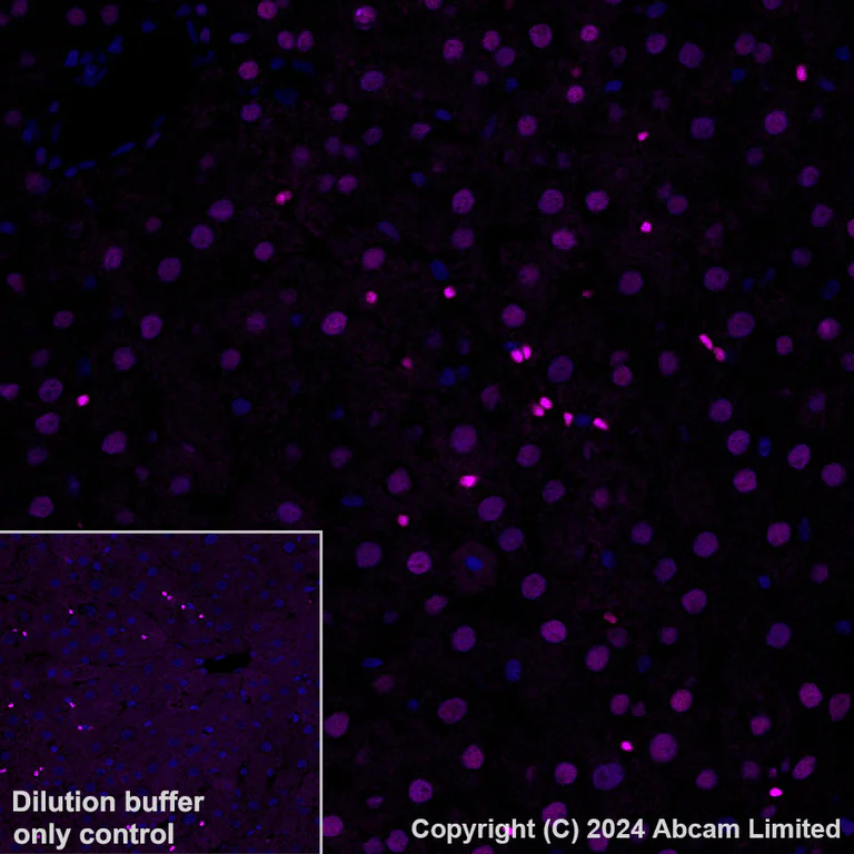 Immunohistochemistry (Formalin/PFA-fixed paraffin-embedded sections) - Alexa Fluor® 594 Anti-Transaldolase 1 antibody [EPR28140-51] (AB323464)