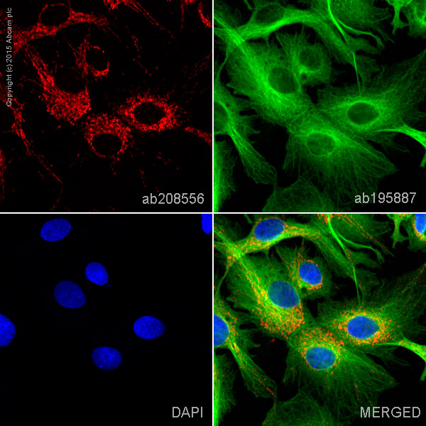 Immunocytochemistry/ Immunofluorescence - Alexa Fluor® 594 Anti-TUFM antibody [EPR12796(B)] (AB208556), expandable thumbnail