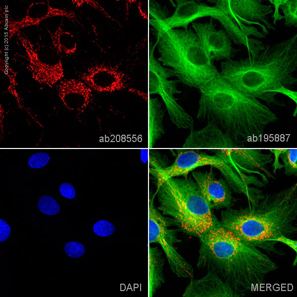 Immunocytochemistry/ Immunofluorescence - Alexa Fluor® 594 Anti-TUFM antibody [EPR12796(B)] (AB208556)