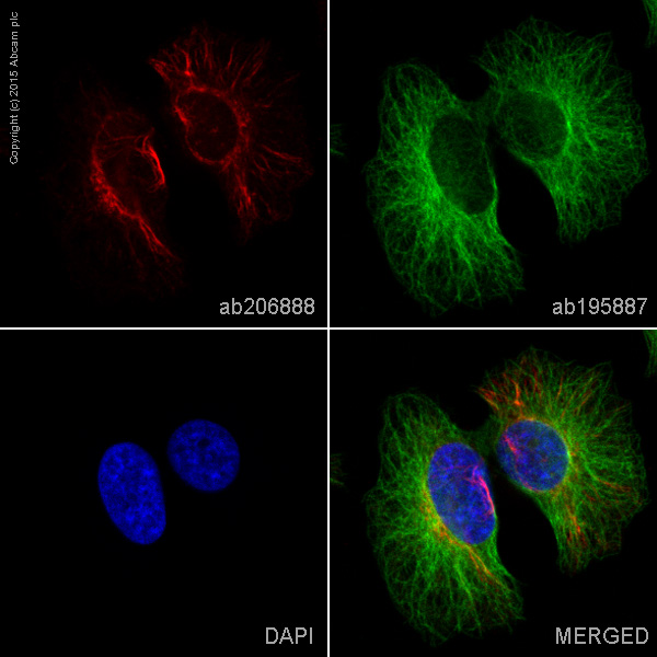 Immunocytochemistry/ Immunofluorescence - Alexa Fluor® 594 Anti-VEGFA antibody [EP1176Y] (AB206888)