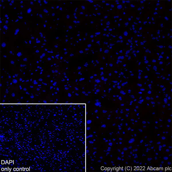 Immunohistochemistry (Frozen sections) - Alexa Fluor® 594 Anti-VGluT1 antibody [EPR22269] (AB302688)