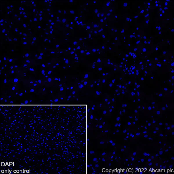 Immunohistochemistry (Frozen sections) - Alexa Fluor® 594 Anti-VGluT1 antibody [EPR22269] (AB302688)