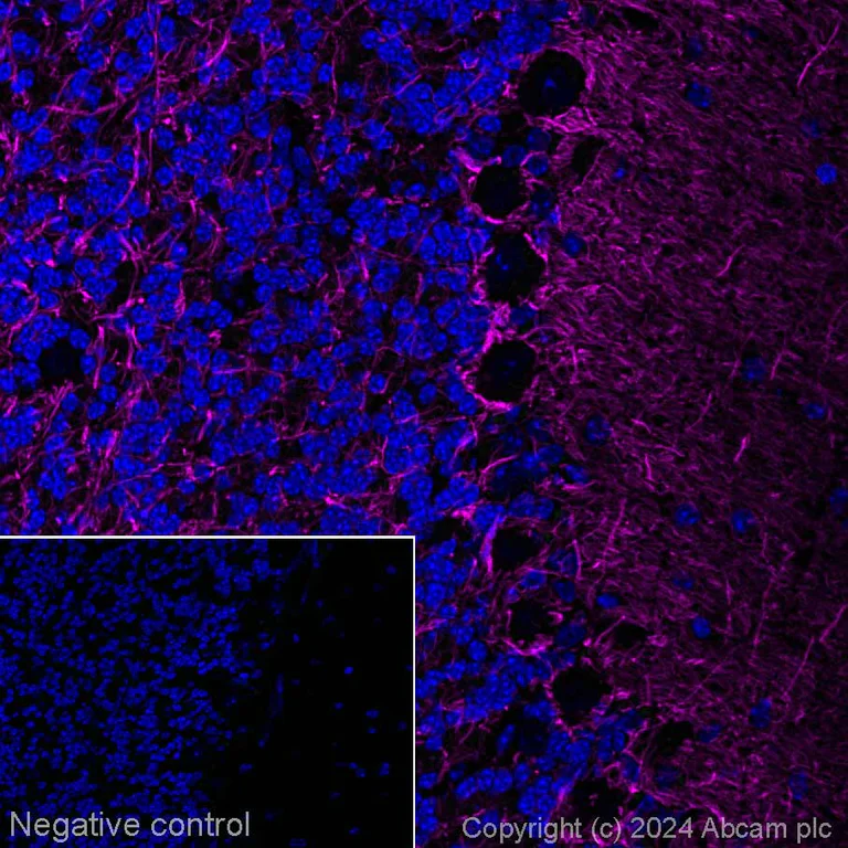 Immunohistochemistry (Frozen sections) - Alexa Fluor® 647 Anti-160 kD Neurofilament Medium antibody [EPR23510-76] - Neuronal Marker (AB317599)