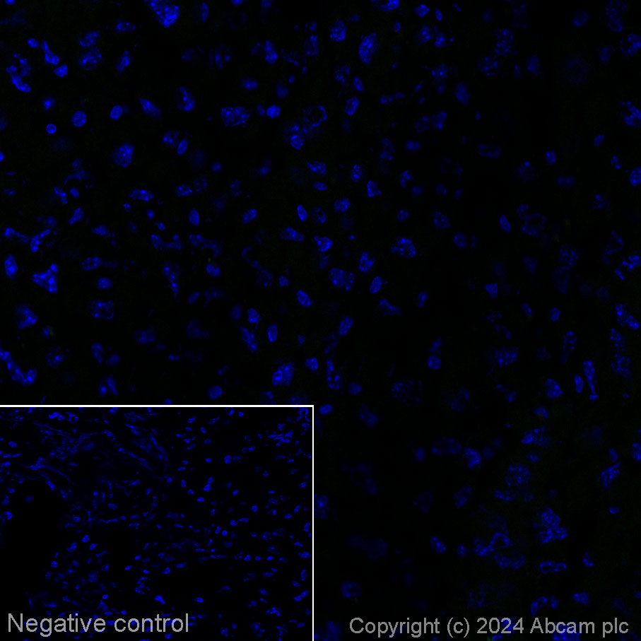 Immunohistochemistry (Frozen sections) - Alexa Fluor® 647 Anti-160 kD Neurofilament Medium antibody [EPR23510-76] (AB317599), expandable thumbnail