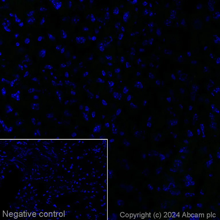 Immunohistochemistry (Frozen sections) - Alexa Fluor® 647 Anti-160 kD Neurofilament Medium antibody [EPR23510-76] - Neuronal Marker (AB317599)