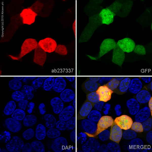 Immunocytochemistry/ Immunofluorescence - Alexa Fluor® 647 Anti-6X His tag® antibody [EPR20547] (AB237337), expandable thumbnail