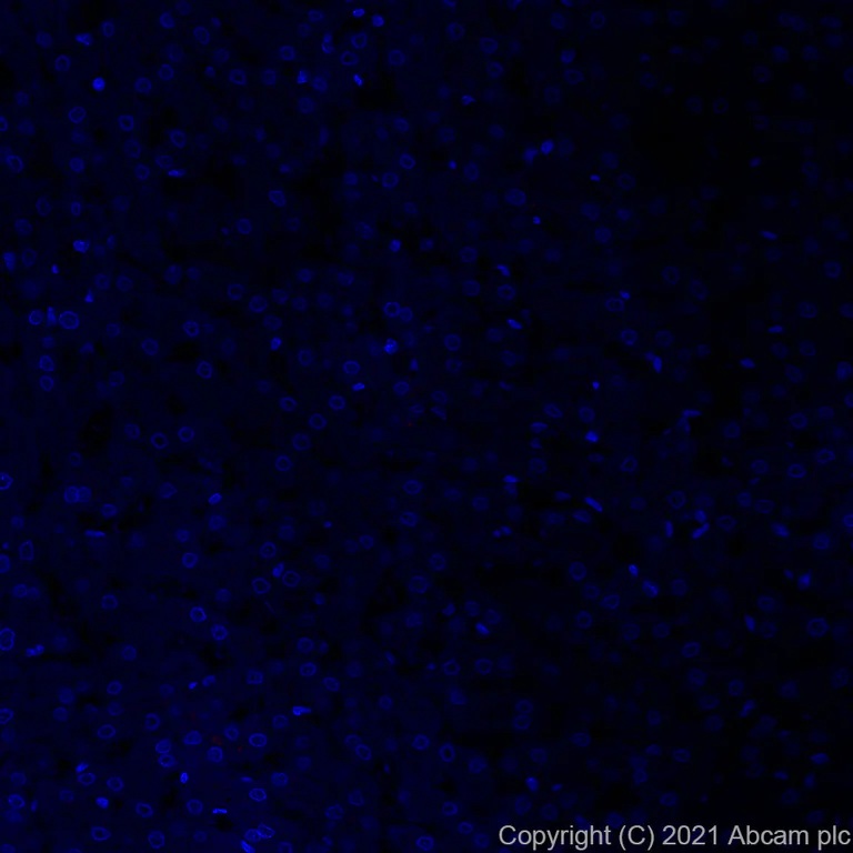 Immunohistochemistry (Formalin/PFA-fixed paraffin-embedded sections) - Alexa Fluor® 647 Anti-ACE2 antibody [EPR24705-45] (AB283658)