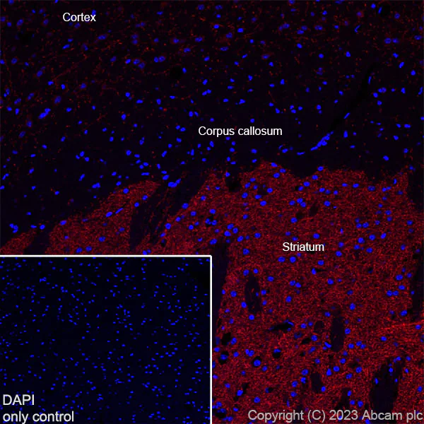 Immunohistochemistry (Frozen sections) - Alexa Fluor® 647 Anti-Acetylcholinesterase antibody [EPR18978] (AB309246)