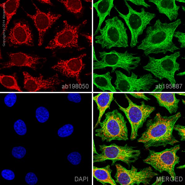 Immunocytochemistry/ Immunofluorescence - Alexa Fluor® 647 Anti-Aconitase 2 antibody [6F12BD9] (AB198050), expandable thumbnail