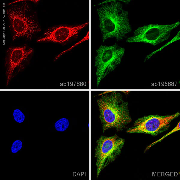 Immunocytochemistry/ Immunofluorescence - Alexa Fluor® 647 Anti-Aconitase 2 antibody [EPR8283(B)] (AB197880)