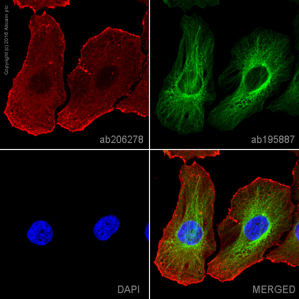 Immunocytochemistry/ Immunofluorescence - Alexa Fluor® 647 Anti-Actin antibody [EPR16769] (AB206278), expandable thumbnail