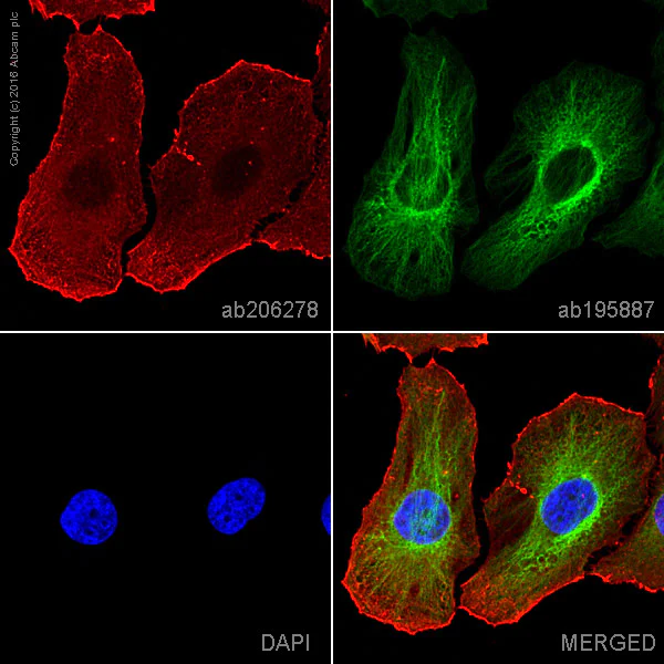 Immunocytochemistry/ Immunofluorescence - Alexa Fluor® 647 Anti-Actin antibody [EPR16769] - Cytoskeleton Marker (AB206278)