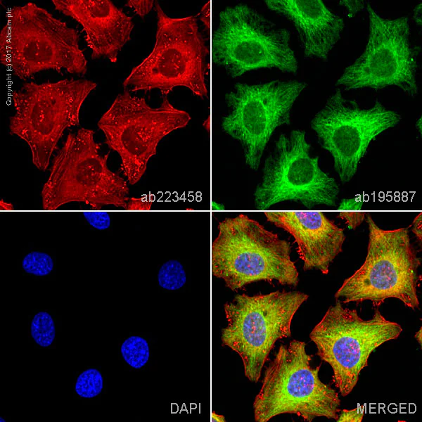 Immunocytochemistry/ Immunofluorescence - Alexa Fluor® 647 Anti-Actin antibody [EPR16875] - Cytoskeleton Marker (AB223458)