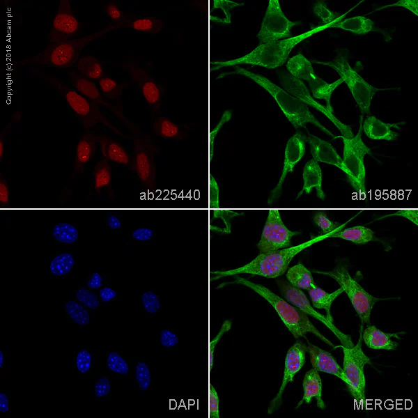 Immunocytochemistry/ Immunofluorescence - Alexa Fluor® 647 Anti-active YAP1 antibody [EPR19812] (AB225440)