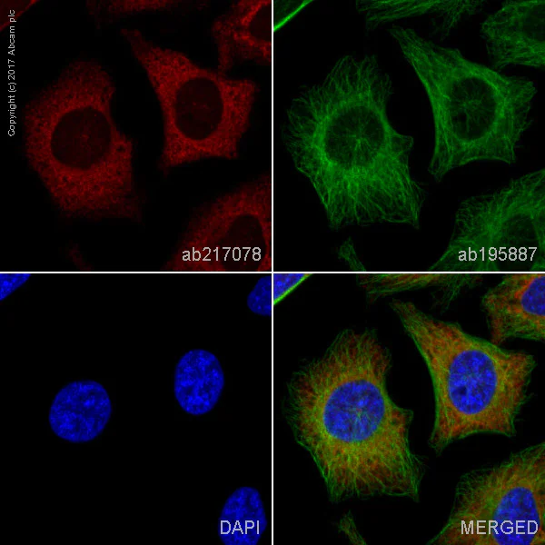 Immunocytochemistry/ Immunofluorescence - Alexa Fluor® 647 Anti-AGL/Alpha-glucosidase antibody [EPR8880] (AB217078)