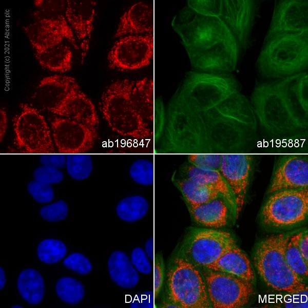 Immunocytochemistry/ Immunofluorescence - Alexa Fluor® 647 Anti-AIF antibody [E20] - Mitochondrial Marker (AB196847), expandable thumbnail