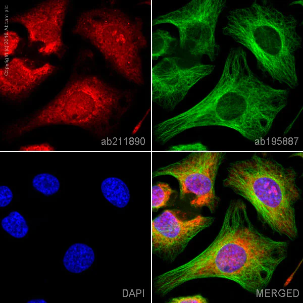 Immunocytochemistry/ Immunofluorescence - Alexa Fluor® 647 Anti-AK2 antibody [EPR11388(B)] (AB211890)