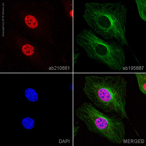 Immunocytochemistry/ Immunofluorescence - Alexa Fluor® 647 Anti-AKT1 + AKT2 + AKT3 antibody [EPR17671] (AB210661)