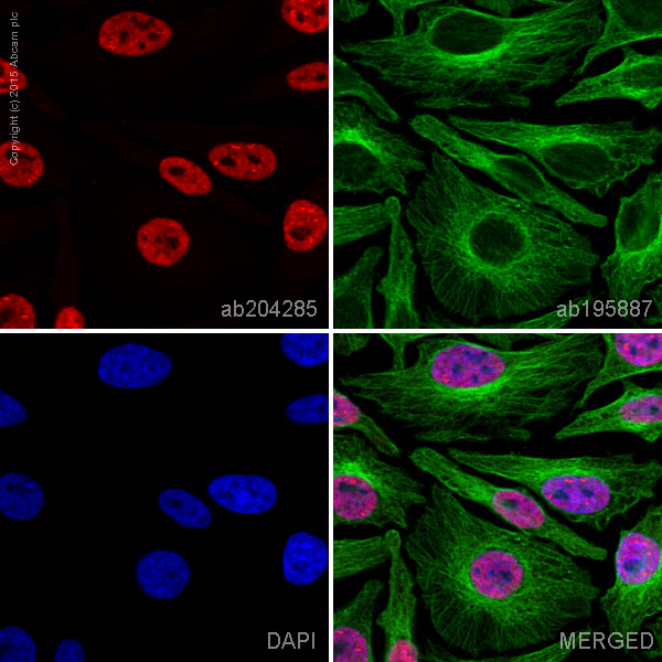 Immunocytochemistry/ Immunofluorescence - Alexa Fluor® 647 Anti-AKT3 + AKT2 + AKT1 antibody [Y89] (AB204285), expandable thumbnail