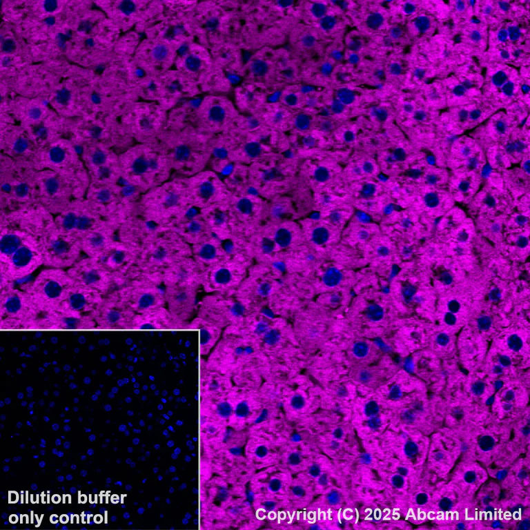 Immunohistochemistry (Formalin/PFA-fixed paraffin-embedded sections) - Alexa Fluor® 647 Anti-ALDH1L1 antibody [EPR25443-103] (AB325220)