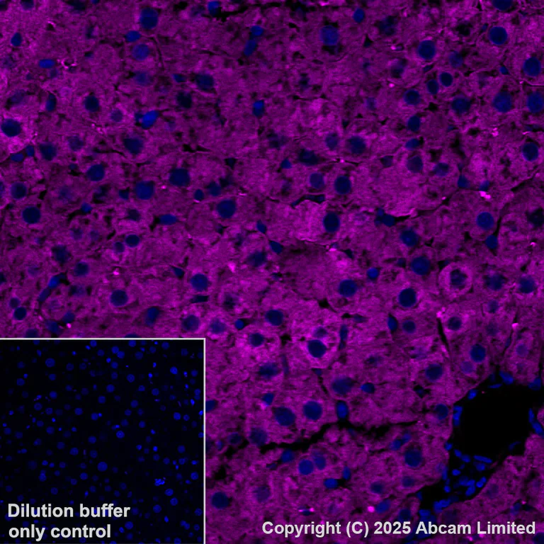 Immunohistochemistry (Formalin/PFA-fixed paraffin-embedded sections) - Alexa Fluor® 647 Anti-ALDH1L1 antibody [EPR25443-103] (AB325220)