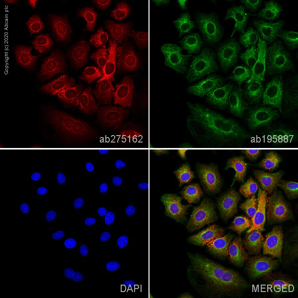 Immunocytochemistry/ Immunofluorescence - Alexa Fluor® 647 Anti-Aldolase antibody [EPR23181-39] (AB275162)