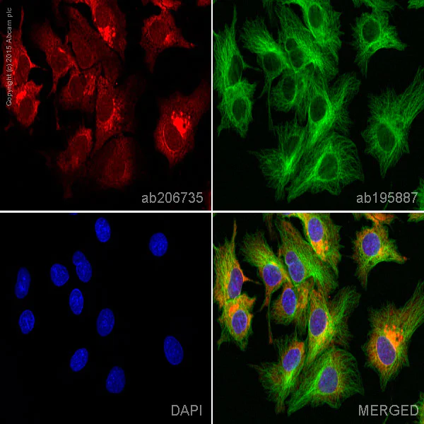 Immunocytochemistry/ Immunofluorescence - Alexa Fluor® 647 Anti-alpha 1 Antitrypsin antibody [EPR9090] (AB206735)