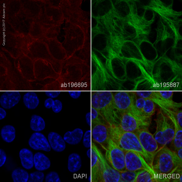 Immunocytochemistry/ Immunofluorescence - Alexa Fluor® 647 Anti-alpha 1 Sodium Potassium ATPase antibody [464.6] - Plasma Membrane Marker (AB196695)