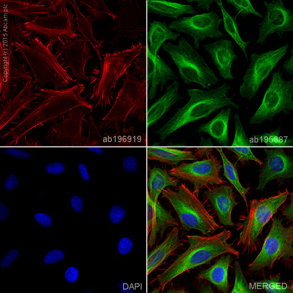 Immunocytochemistry/ Immunofluorescence - Alexa Fluor® 647 Anti-alpha smooth muscle Actin (acetyl E3) + ACTG2 (acetyl E3) antibody [E184] (AB196919), expandable thumbnail